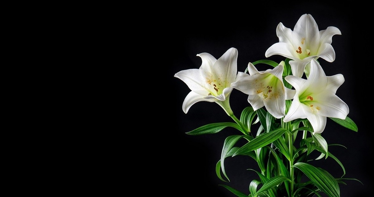 white lilies on black background