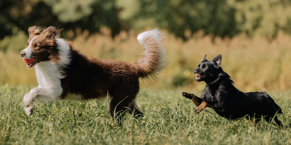 Humane World for Animals Case Study